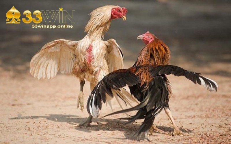 Các ưu điểm nổi bật chỉ có tại đá gà cựa dao