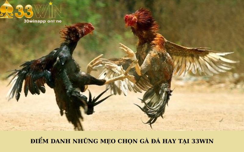 Điểm danh những mẹo chọn gà đá hay tại 33Win