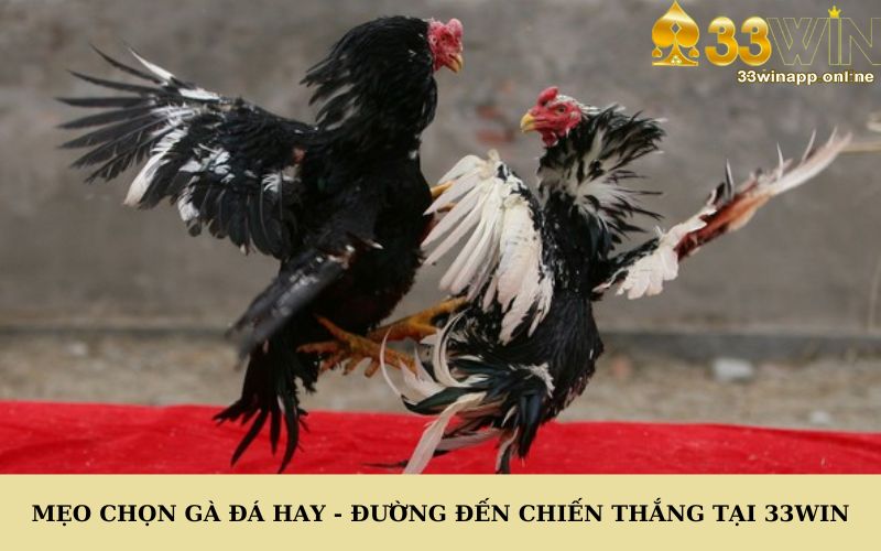 Mẹo Chọn Gà Đá Hay - Đường Đến Chiến Thắng Tại 33Win