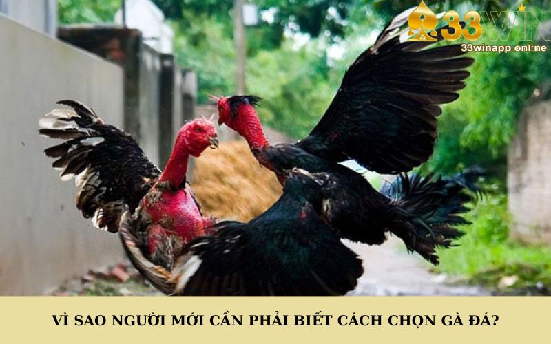 Vì sao người mới cần phải biết cách chọn gà đá?